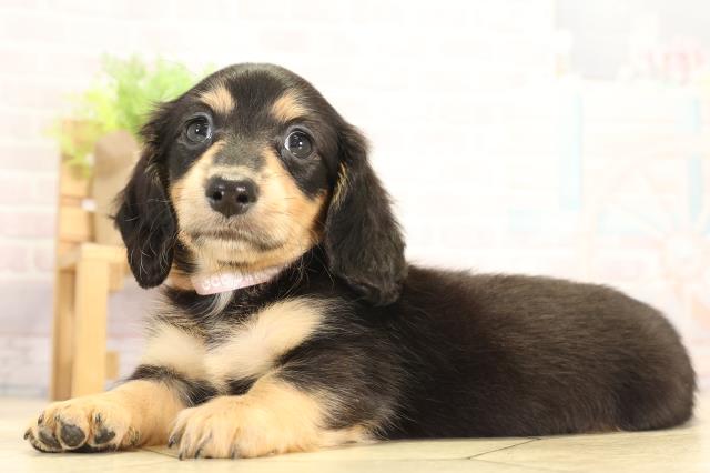 三重県のミニチュアダックスフンド(ロング) (Coo&RIKU四日市店/2025年12月28日生まれ/女の子/ブラックタン)の子犬の3枚目の画像