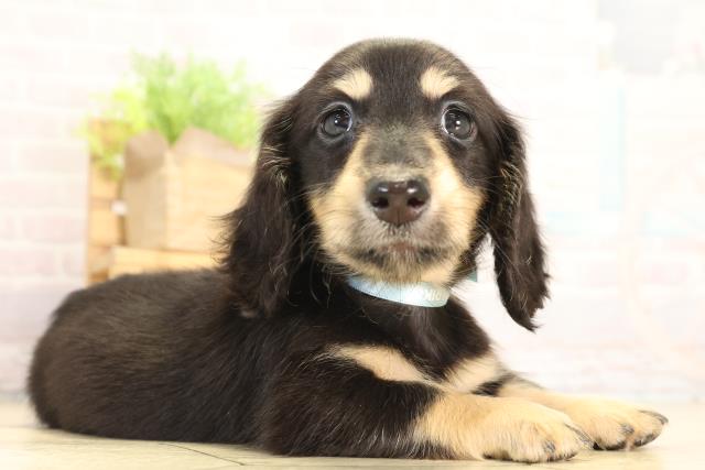 岐阜県のミニチュアダックスフンド(ロング) (Coo&RIKU岐南店/2025年12月28日生まれ/男の子/ブラックタン)の子犬の2枚目の画像