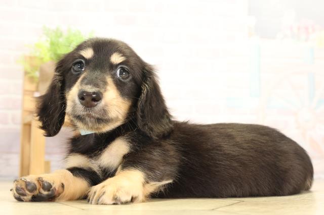 岐阜県のミニチュアダックスフンド(ロング) (Coo&RIKU岐南店/2025年12月28日生まれ/男の子/ブラックタン)の子犬の3枚目の画像