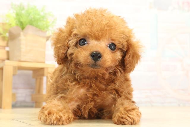 トイ・プードル