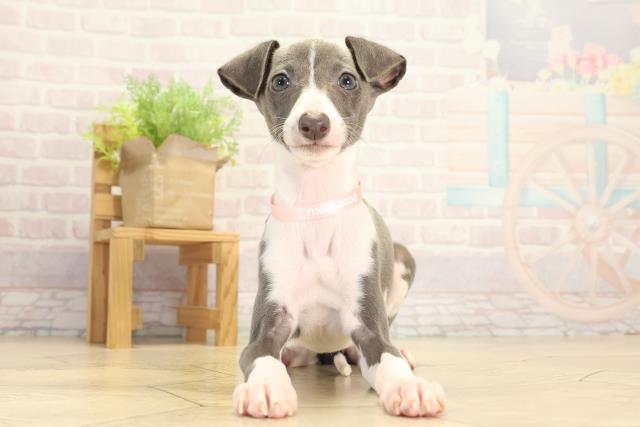 イタリアングレーハウンド