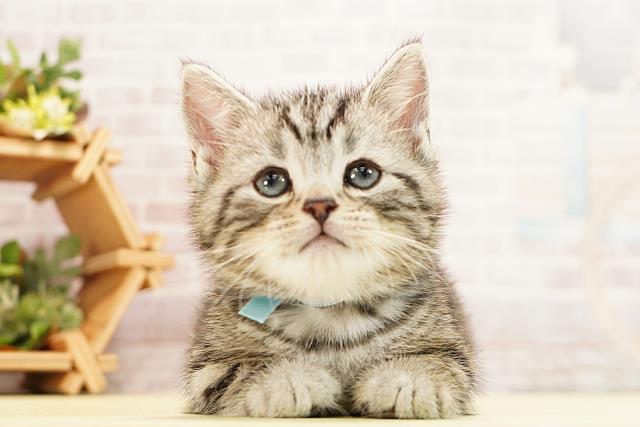 愛知県のアメリカンショートヘアー (Coo&RIKU東海一宮店/2025年12月25日生まれ/男の子/シルバータビー)の子猫