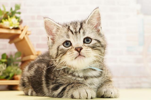 愛知県のアメリカンショートヘアー (Coo&RIKU東海一宮店/2025年12月25日生まれ/男の子/シルバータビー)の子猫の2枚目の画像