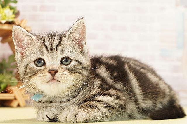 愛知県のアメリカンショートヘアー (Coo&RIKU東海一宮店/2025年12月25日生まれ/男の子/シルバータビー)の子猫の3枚目の画像