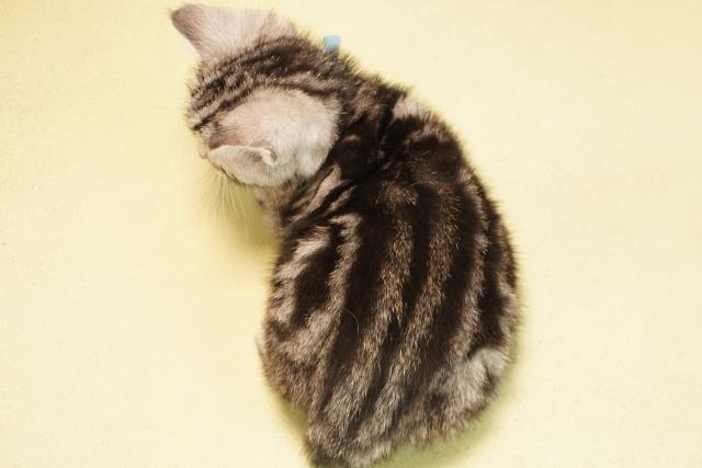 愛知県のアメリカンショートヘアー (Coo&RIKU東海一宮店/2025年12月25日生まれ/男の子/シルバータビー)の子猫の4枚目の画像