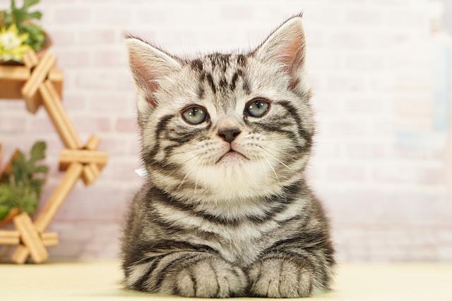 愛知県のアメリカンショートヘアー (Coo&RIKU春日井店/2025年12月25日生まれ/男の子/シルバータビー)の子猫