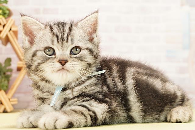 三重県のアメリカンショートヘアー (Coo&RIKU津高茶屋店/2025年12月25日生まれ/男の子/シルバータビー)の子猫の3枚目の画像