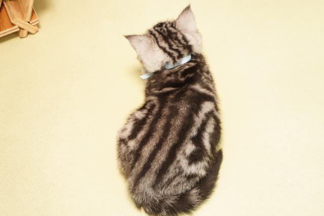 三重県のアメリカンショートヘアー (Coo&RIKU津高茶屋店/2025年12月25日生まれ/男の子/シルバータビー)の子猫の4枚目の画像