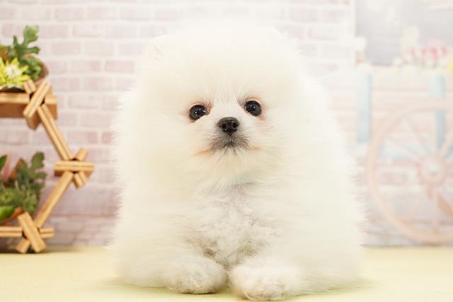 三重県のポメラニアン (Coo&RIKU津高茶屋店/2025年12月26日生まれ/男の子/クリーム)の子犬の1枚目の画像