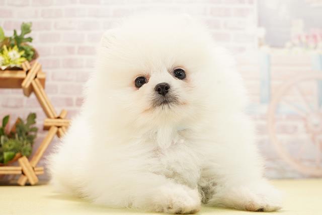 三重県のポメラニアン (Coo&RIKU津高茶屋店/2025年12月26日生まれ/男の子/クリーム)の子犬の2枚目の画像