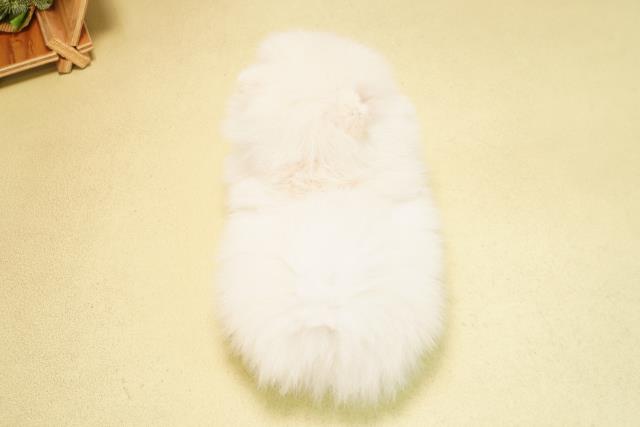 三重県のポメラニアン (Coo&RIKU津高茶屋店/2025年12月26日生まれ/男の子/クリーム)の子犬の4枚目の画像