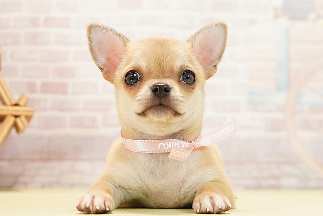 愛知県のチワワ(スムース) (Coo&RIKU春日井店/2025年12月27日生まれ/女の子/レッド)の子犬の1枚目の画像