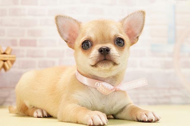 愛知県のチワワ(スムース) (Coo&RIKU春日井店/2025年12月27日生まれ/女の子/レッド)の子犬の2枚目の画像