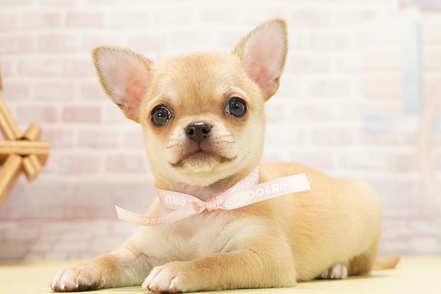 愛知県のチワワ(スムース) (Coo&RIKU春日井店/2025年12月27日生まれ/女の子/レッド)の子犬の3枚目の画像