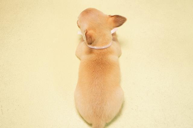 愛知県のチワワ(スムース) (Coo&RIKU春日井店/2025年12月27日生まれ/女の子/レッド)の子犬の4枚目の画像