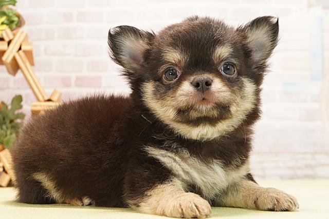 三重県のチワワ(ロング) (Coo&RIKU津高茶屋店/2025年12月27日生まれ/男の子/ブラックタン)の子犬の2枚目の画像