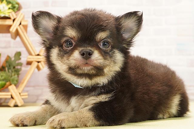 三重県のチワワ(ロング) (Coo&RIKU津高茶屋店/2025年12月27日生まれ/男の子/ブラックタン)の子犬の3枚目の画像
