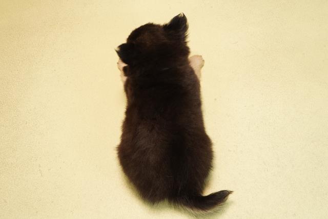 三重県のチワワ(ロング) (Coo&RIKU津高茶屋店/2025年12月27日生まれ/男の子/ブラックタン)の子犬の4枚目の画像