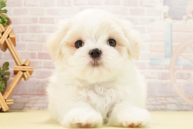 岐阜県のマルチーズ (Coo&RIKU岐南店/2025年12月28日生まれ/男の子/ホワイト)の子犬の1枚目の画像