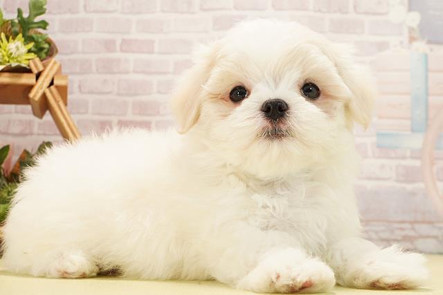 岐阜県のマルチーズ (Coo&RIKU岐南店/2025年12月28日生まれ/男の子/ホワイト)の子犬の2枚目の画像