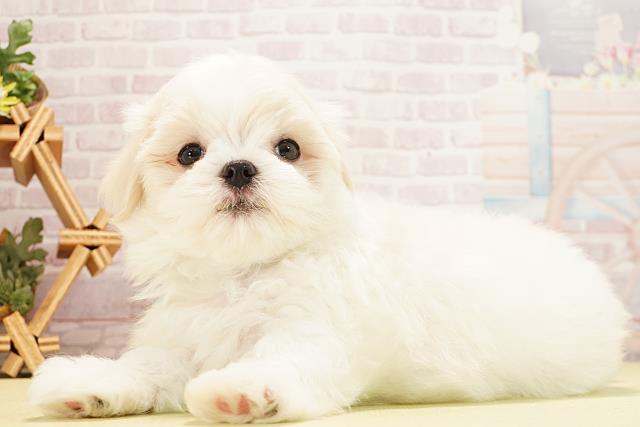 岐阜県のマルチーズ (Coo&RIKU岐南店/2025年12月28日生まれ/男の子/ホワイト)の子犬の3枚目の画像