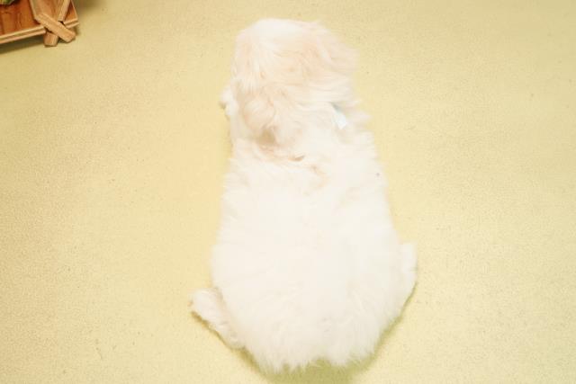 岐阜県のマルチーズ (Coo&RIKU岐南店/2025年12月28日生まれ/男の子/ホワイト)の子犬の4枚目の画像