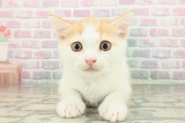 北海道のミヌエット (Coo&RIKU室蘭店/2025年12月26日生まれ/男の子/レッドタビーホワイト)の子猫の1枚目の画像