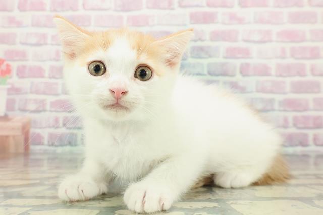 北海道のミヌエット (Coo&RIKU室蘭店/2025年12月26日生まれ/男の子/レッドタビーホワイト)の子猫の2枚目の画像