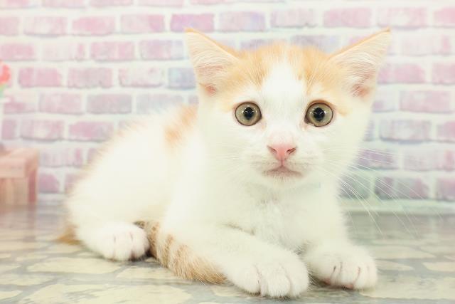 北海道のミヌエット (Coo&RIKU室蘭店/2025年12月26日生まれ/男の子/レッドタビーホワイト)の子猫の3枚目の画像