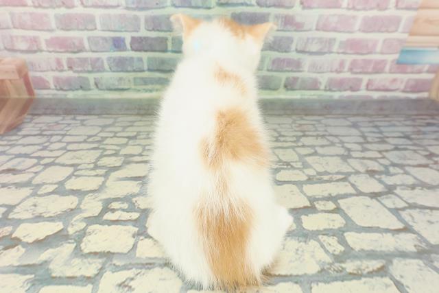 北海道のミヌエット (Coo&RIKU室蘭店/2025年12月26日生まれ/男の子/レッドタビーホワイト)の子猫の4枚目の画像