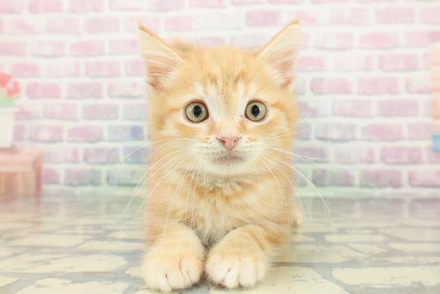 北海道のミヌエット (Coo&RIKU岩見沢店/2025年12月26日生まれ/男の子/レッドタビー)の子猫の1枚目の画像