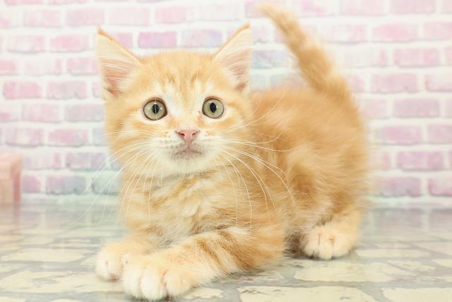 北海道のミヌエット (Coo&RIKU岩見沢店/2025年12月26日生まれ/男の子/レッドタビー)の子猫の2枚目の画像