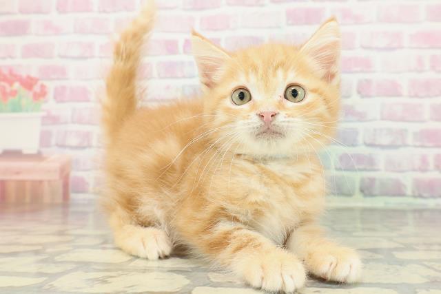 北海道のミヌエット (Coo&RIKU岩見沢店/2025年12月26日生まれ/男の子/レッドタビー)の子猫の3枚目の画像