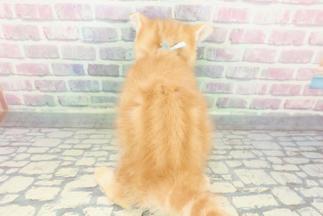 北海道のミヌエット (Coo&RIKU岩見沢店/2025年12月26日生まれ/男の子/レッドタビー)の子猫の4枚目の画像