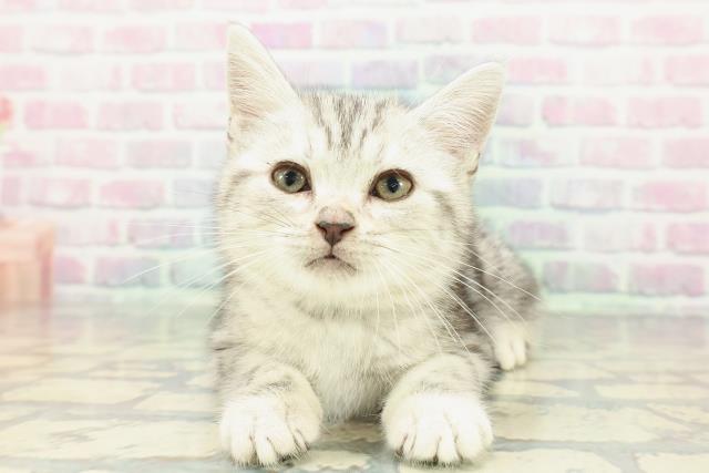 東京都のアメリカンショートヘアー (Coo&RIKU新小岩店/2025年12月26日生まれ/男の子/シルバータビー)の子猫の1枚目の画像