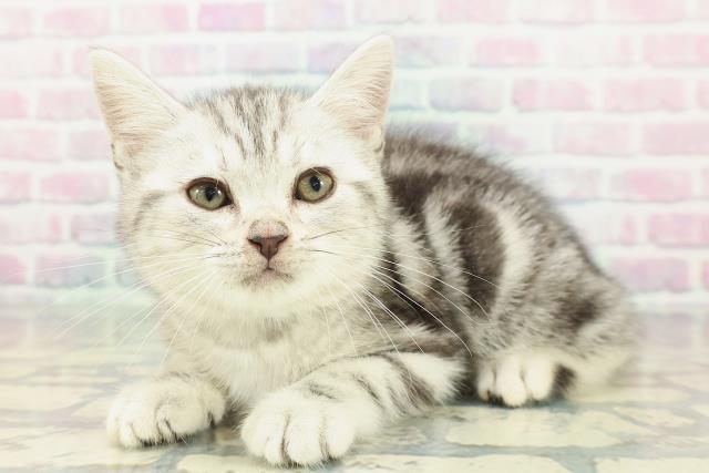 東京都のアメリカンショートヘアー (Coo&RIKU新小岩店/2025年12月26日生まれ/男の子/シルバータビー)の子猫の2枚目の画像