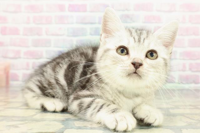 東京都のアメリカンショートヘアー (Coo&RIKU新小岩店/2025年12月26日生まれ/男の子/シルバータビー)の子猫の3枚目の画像