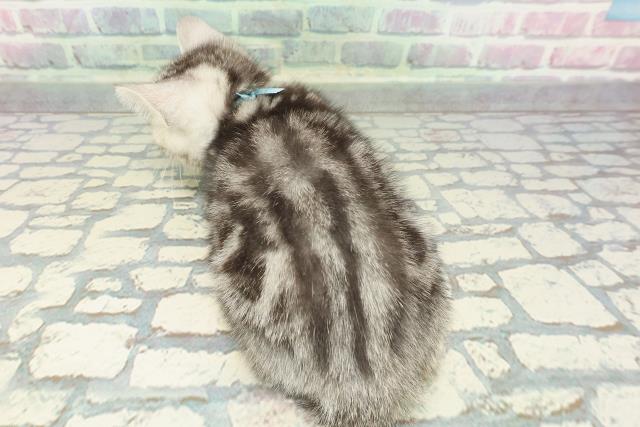 東京都のアメリカンショートヘアー (Coo&RIKU新小岩店/2025年12月26日生まれ/男の子/シルバータビー)の子猫の4枚目の画像