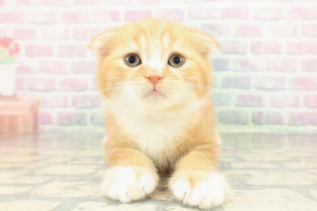 東京都のスコティッシュフォールド (Coo&RIKU自由が丘店/2025年12月25日生まれ/女の子/レッドタビーホワイト)の子猫の1枚目の画像