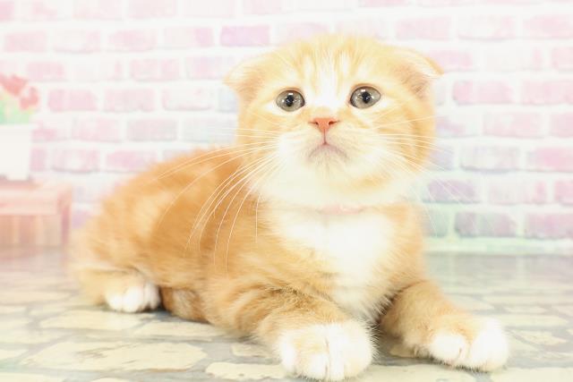 東京都のスコティッシュフォールド (Coo&RIKU自由が丘店/2025年12月25日生まれ/女の子/レッドタビーホワイト)の子猫の3枚目の画像