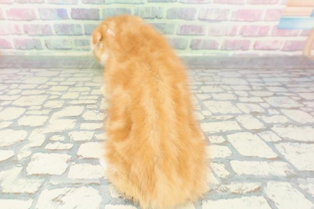 東京都のスコティッシュフォールド (Coo&RIKU自由が丘店/2025年12月25日生まれ/女の子/レッドタビーホワイト)の子猫の4枚目の画像