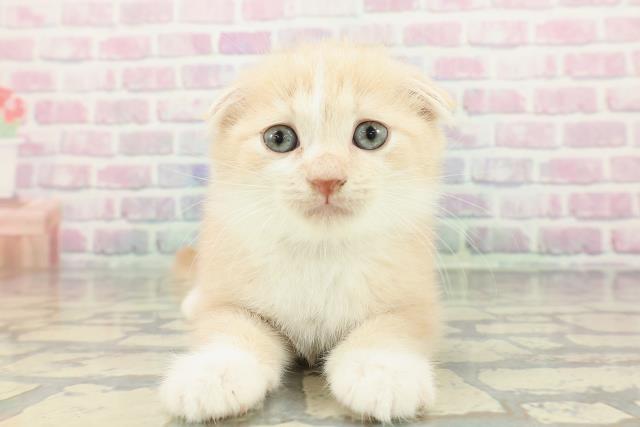 東京都のスコティッシュフォールド (Coo&RIKU阿佐ヶ谷店/2025年12月25日生まれ/男の子/クリームタビーホワイト)の子猫の1枚目の画像