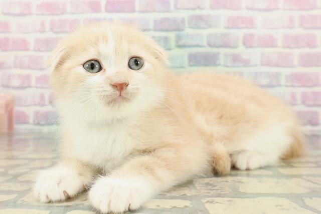 東京都のスコティッシュフォールド (Coo&RIKU阿佐ヶ谷店/2025年12月25日生まれ/男の子/クリームタビーホワイト)の子猫の2枚目の画像