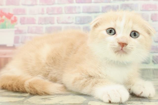 東京都のスコティッシュフォールド (Coo&RIKU阿佐ヶ谷店/2025年12月25日生まれ/男の子/クリームタビーホワイト)の子猫の3枚目の画像