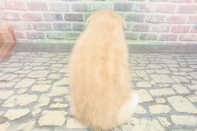 東京都のスコティッシュフォールド (Coo&RIKU阿佐ヶ谷店/2025年12月25日生まれ/男の子/クリームタビーホワイト)の子猫の4枚目の画像