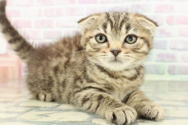 沖縄県のスコティッシュフォールド (Coo&RIKUイーアス沖縄豊崎店/2025年12月25日生まれ/女の子/ブラウンタビー)の子猫の3枚目の画像