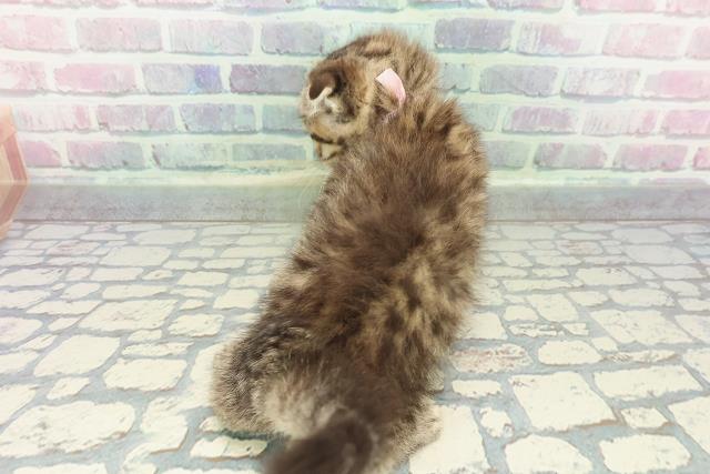 沖縄県のスコティッシュフォールド (Coo&RIKUイーアス沖縄豊崎店/2025年12月25日生まれ/女の子/ブラウンタビー)の子猫の4枚目の画像