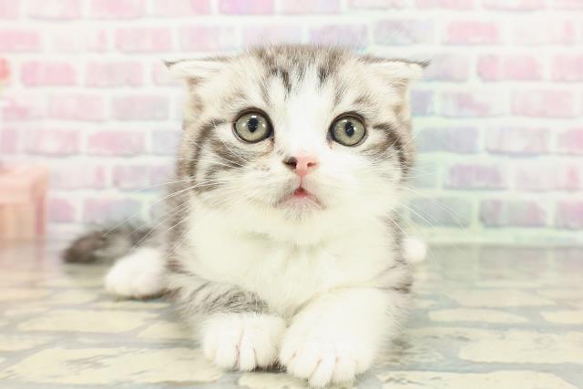 栃木県のスコティッシュフォールド (Coo&RIKU足利店/2025年12月25日生まれ/男の子/シルバータビーホワイト)の子猫の1枚目の画像