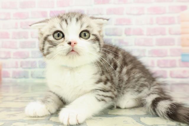 栃木県のスコティッシュフォールド (Coo&RIKU足利店/2025年12月25日生まれ/男の子/シルバータビーホワイト)の子猫の2枚目の画像