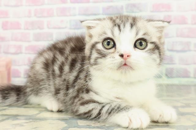 栃木県のスコティッシュフォールド (Coo&RIKU足利店/2025年12月25日生まれ/男の子/シルバータビーホワイト)の子猫の3枚目の画像